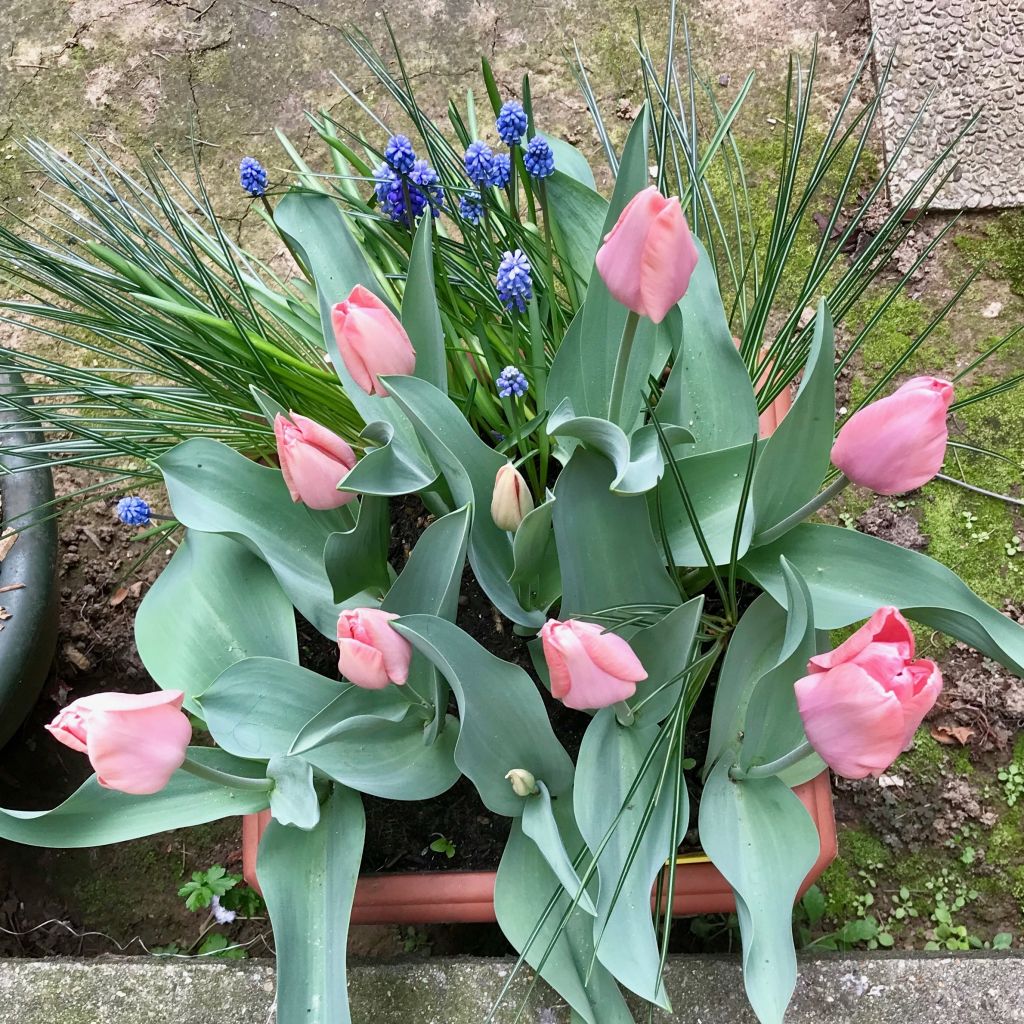 Tulipán simple de flor temprana Apricot Beauty