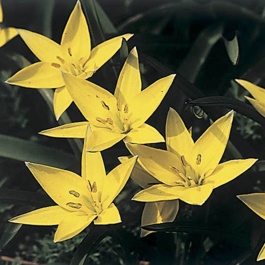 Tulipa sylvestris - Tulipan botánico