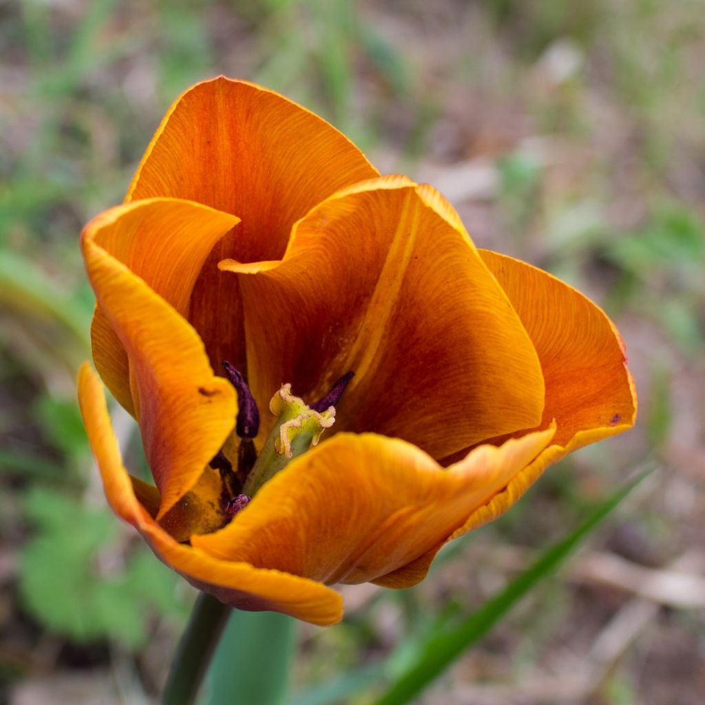 Tulipán Triunfo Cairo