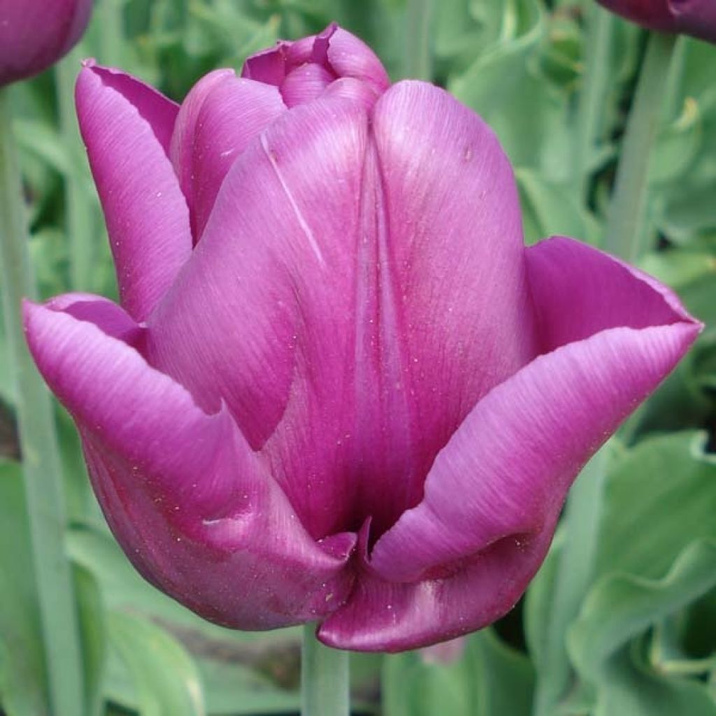Tulipán Triunfo Passionale