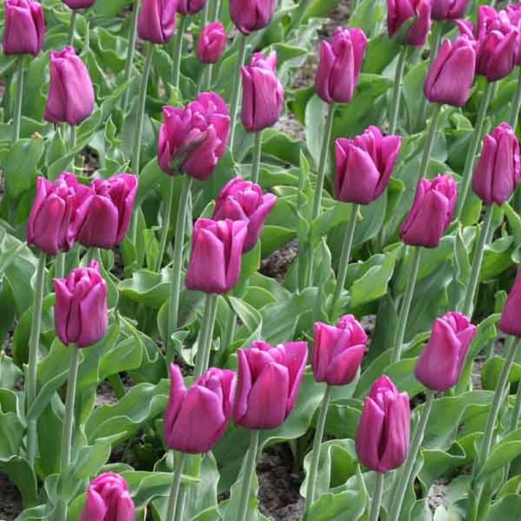 Tulipán Triunfo Passionale