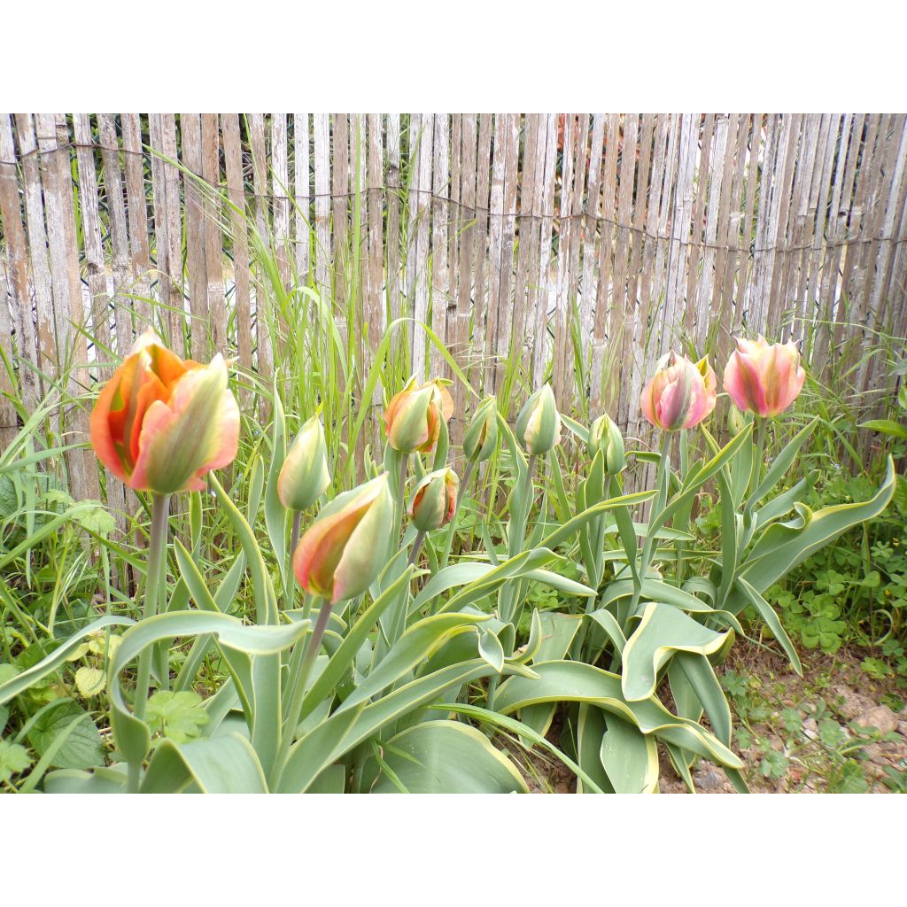 Tulipán Viridiflora Artist