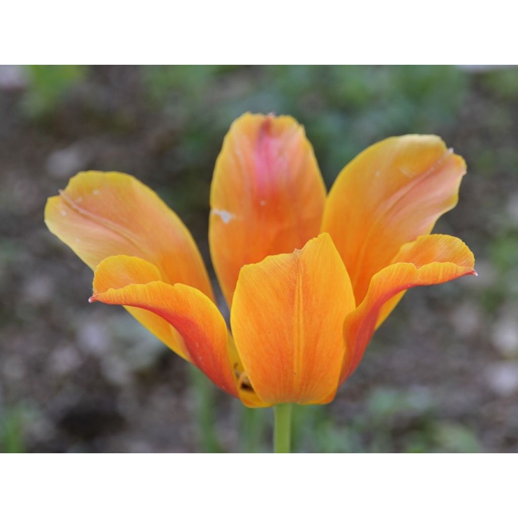 Tulipán flor de lis Ballerina