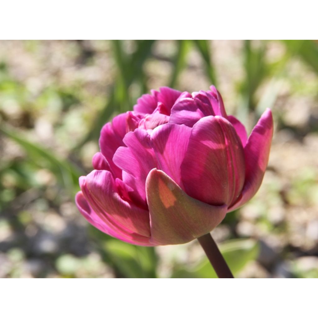 Tulipán doble de flor tardía Diamant Bleu