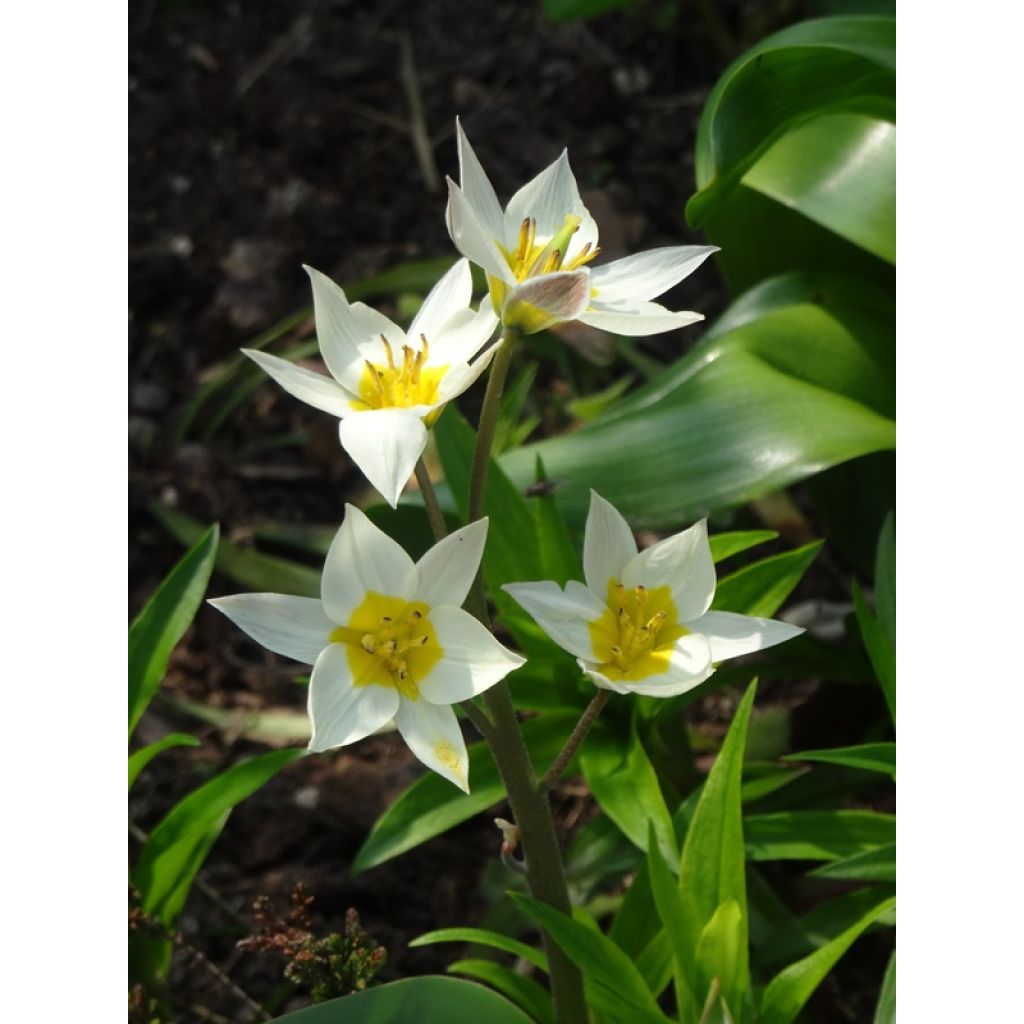 Tulipa turkestanica - Tulipan botánico