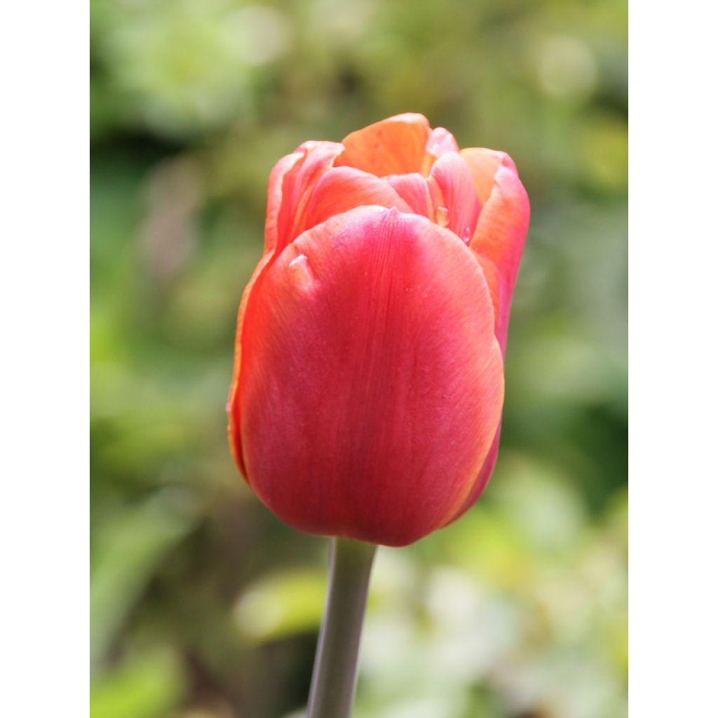 Tulipán Triunfo Brown Sugar