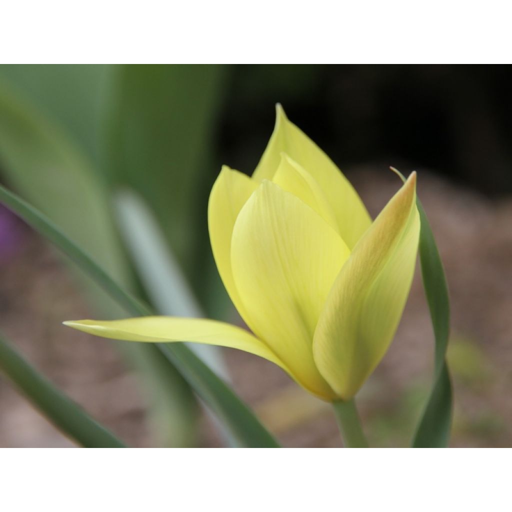 Tulipa clusiana Honky Tonk