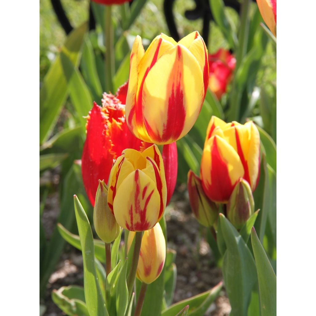 Tulipán multiflor Colour Spectacle