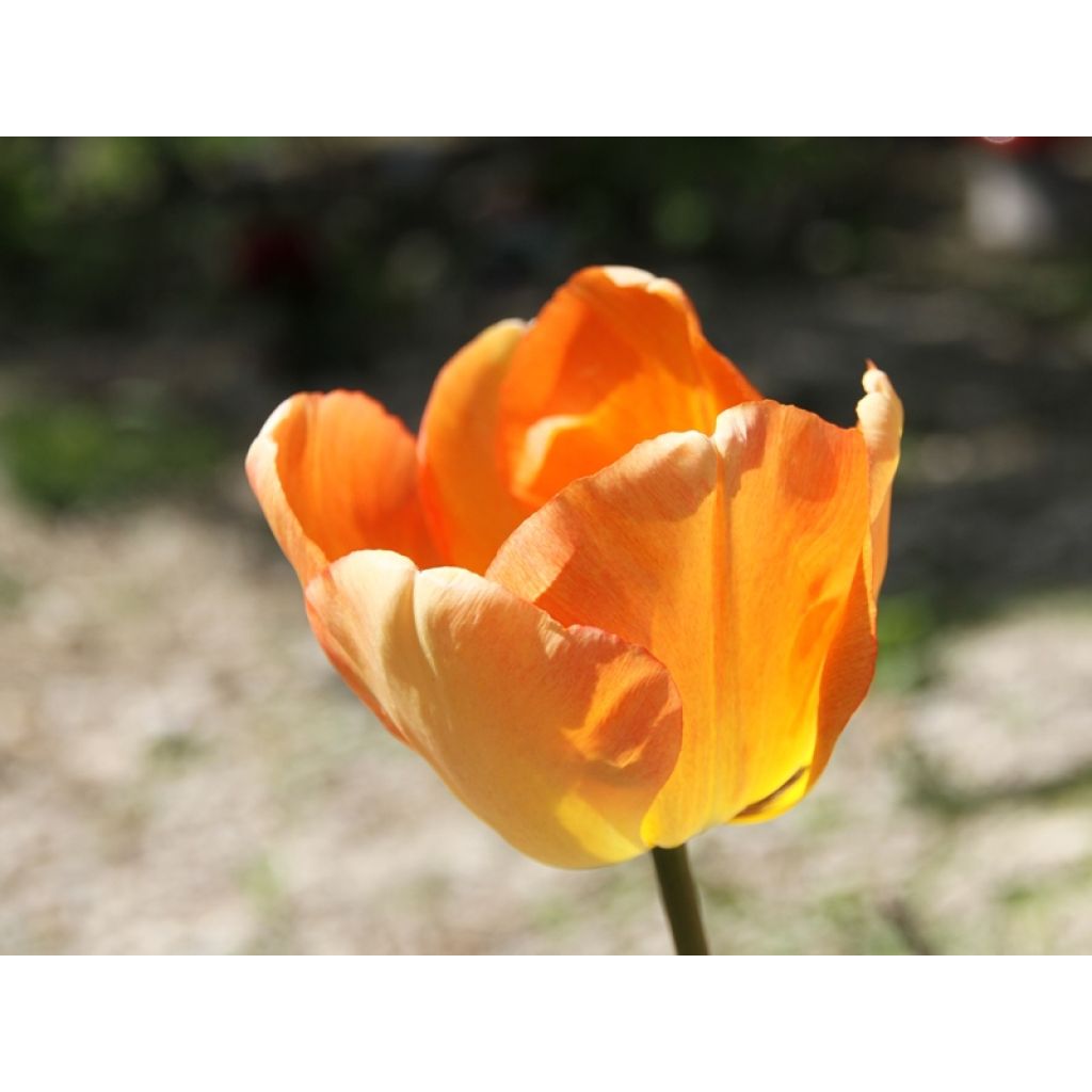 Tulipán híbrido Darwin Daydream
