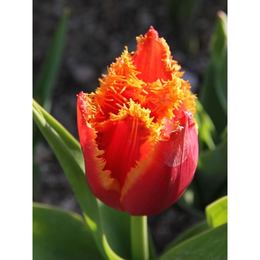 Tulipán dentado Fabio