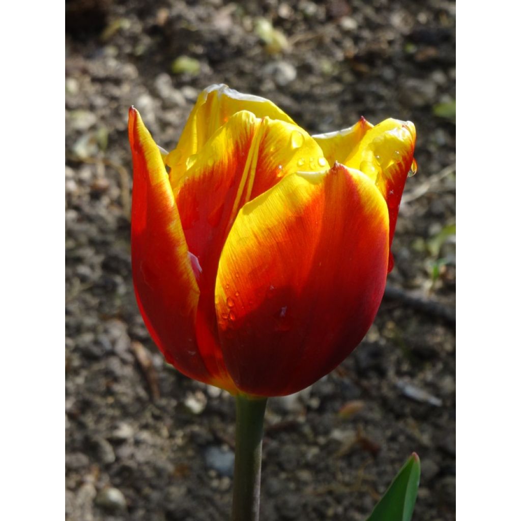 Tulipán simple de flor temprana Flair