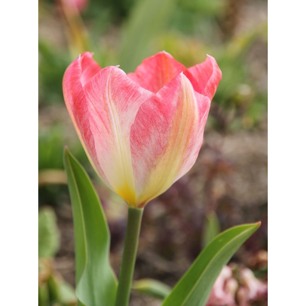 Tulipán Fosteriana Flaming Purissima