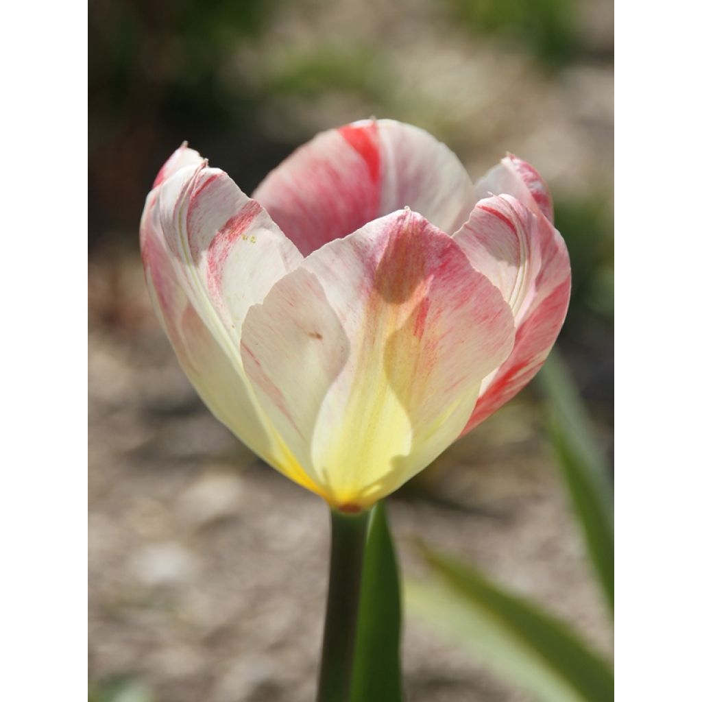 Tulipán Fosteriana Flaming Purissima