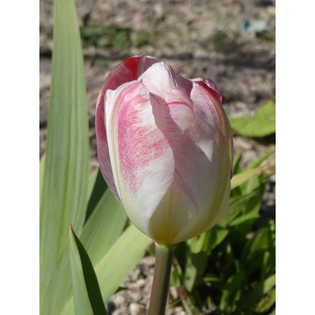 Tulipán Fosteriana Flaming Purissima