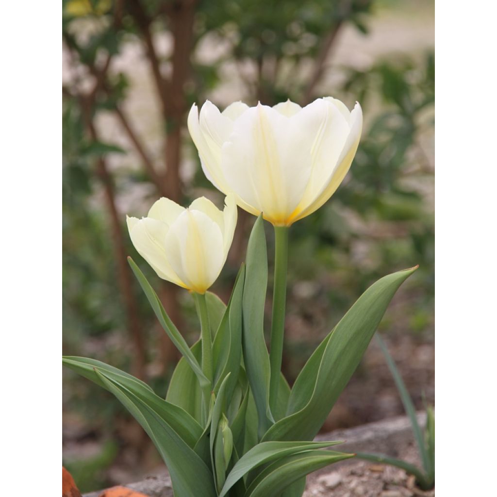 Tulipán Fosteriana Purissima