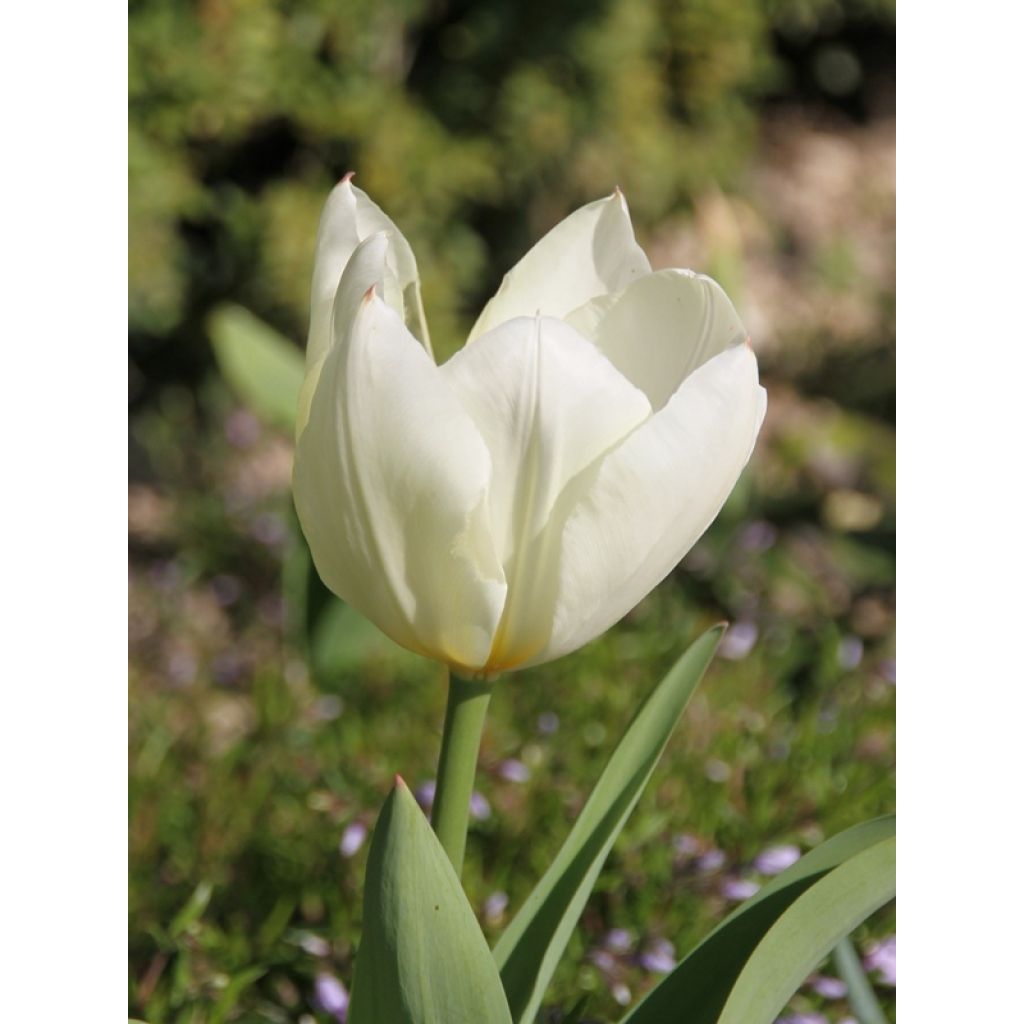Tulipán Fosteriana Purissima