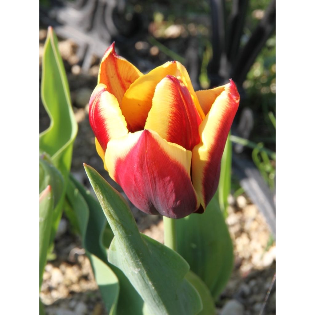 Tulipán Triunfo Gavota