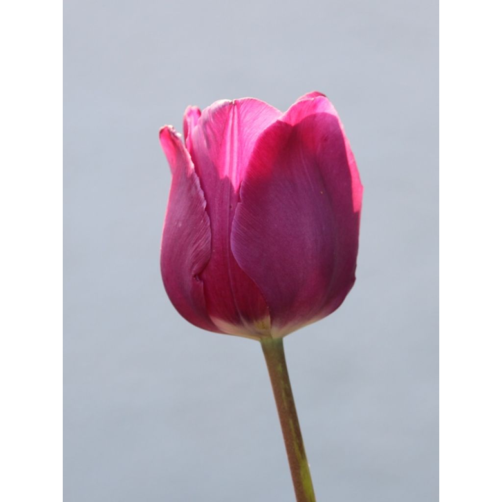 Tulipán Triunfo Passionale