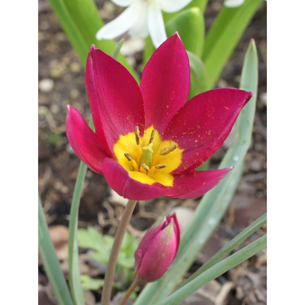 Tulipa humilis Violacea Yellow Base