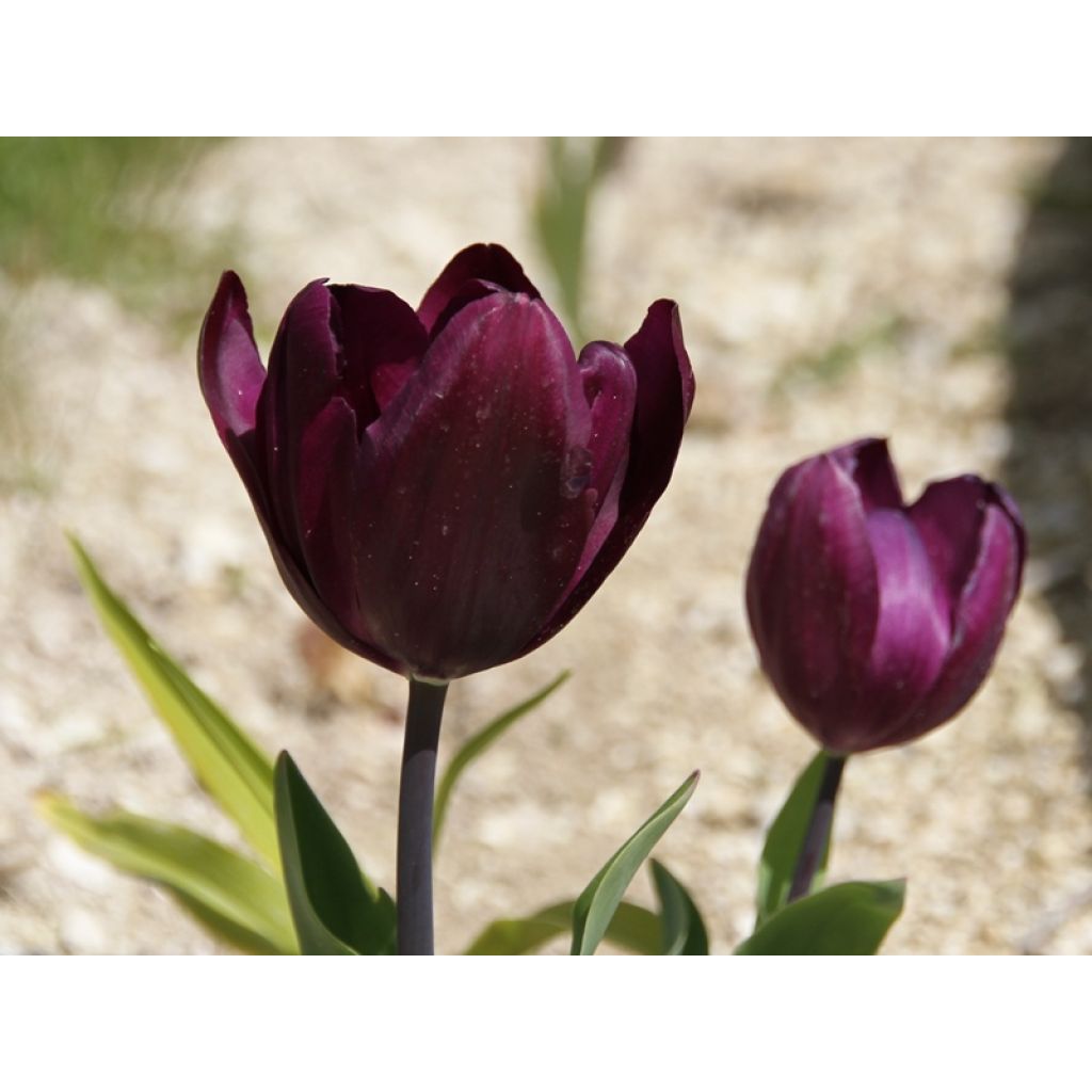 Tulipán simple de flor tardía Recreado