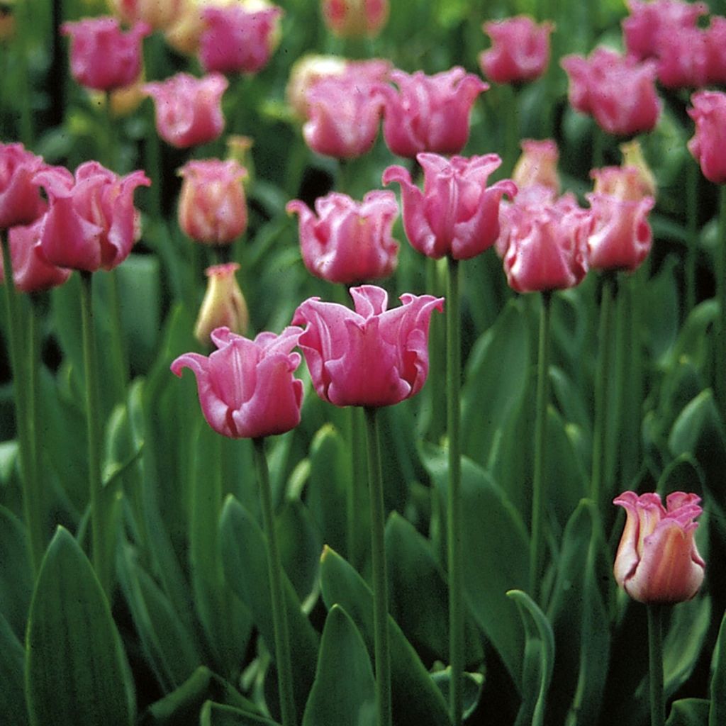 Tulipán Coronet Picture
