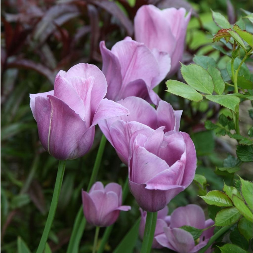 Tulipán simple de flor tardía Violet Beauty