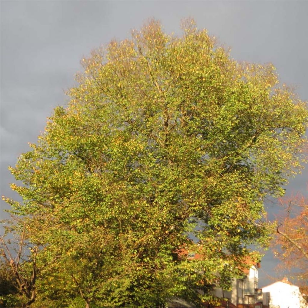Ulmus glabra - Olmo