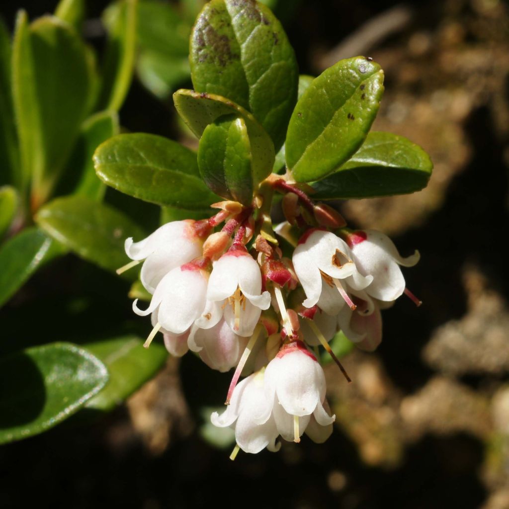 Arándano rojo - Vaccinium vitis idaea
