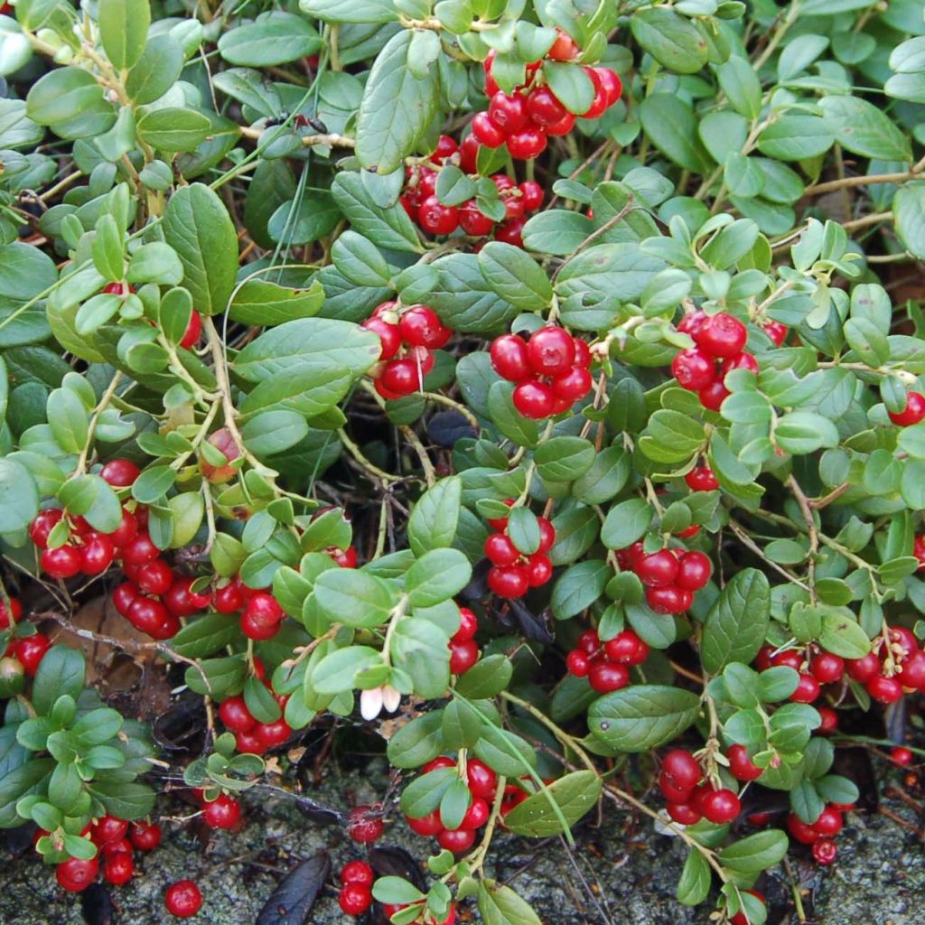Arándano rojo - Vaccinium vitis idaea