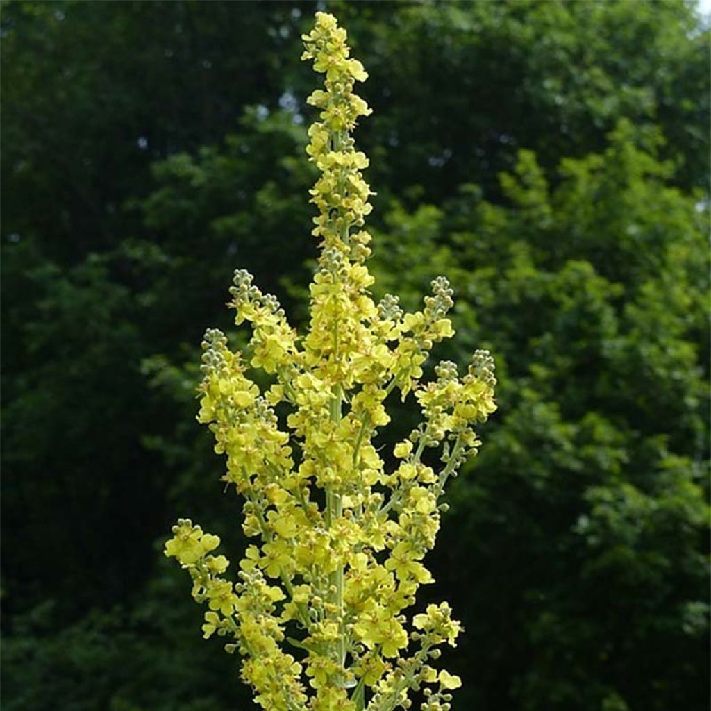 Verbascum olympicum - Gordolobo olímpico