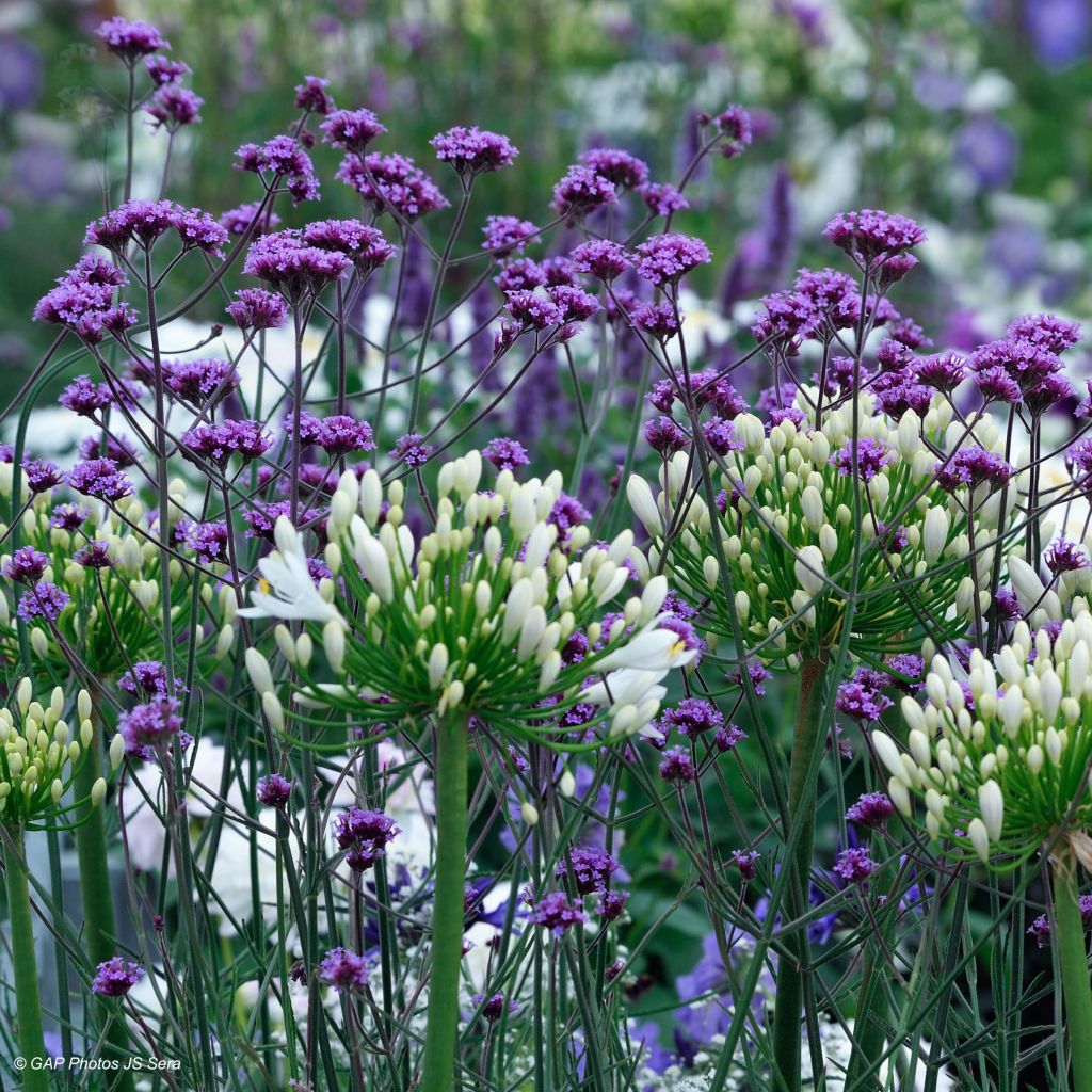 Hierba mora - Verbena bonariensis