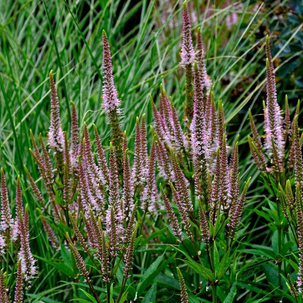Veronicastrum virginicum Erica