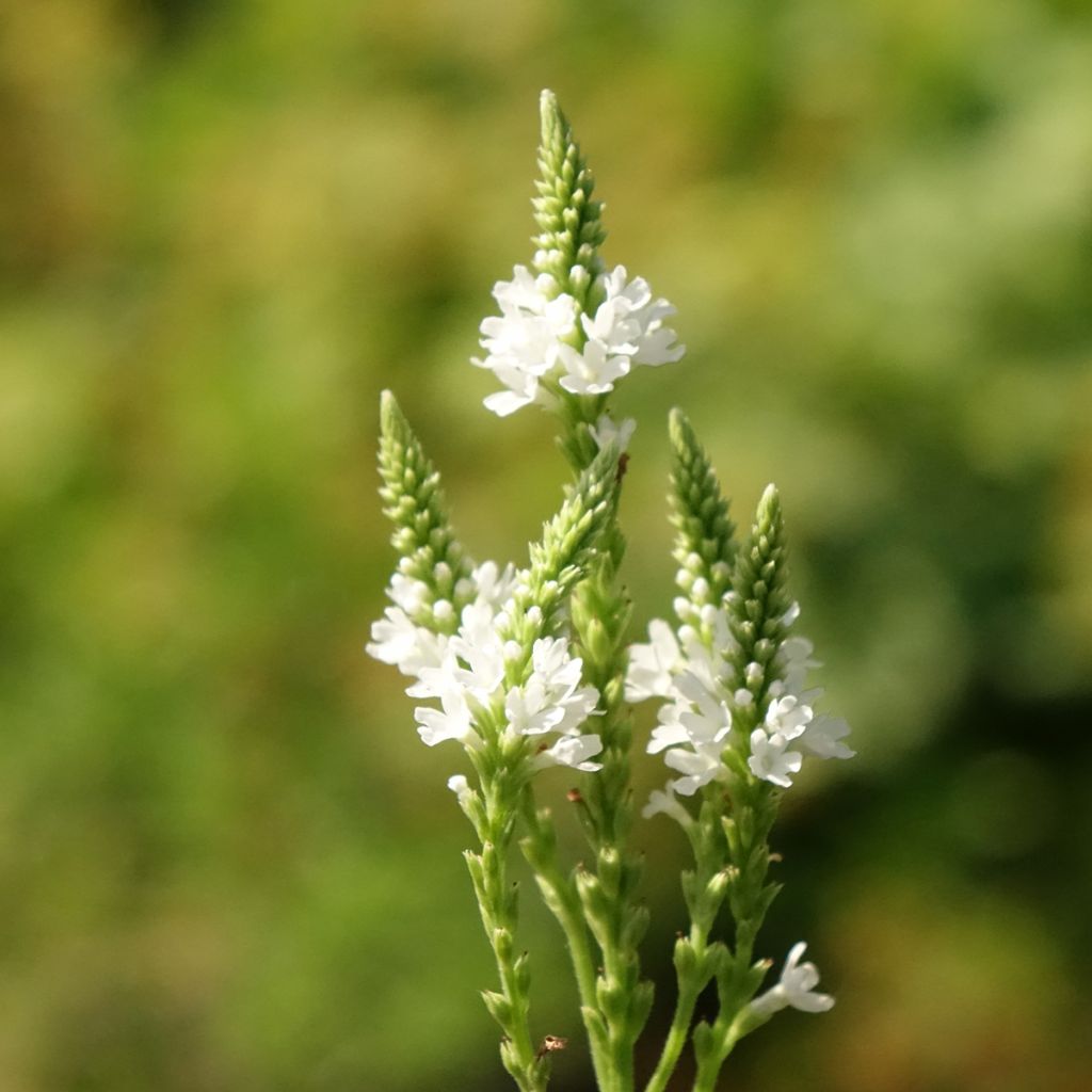 Verbena hastata White Spires