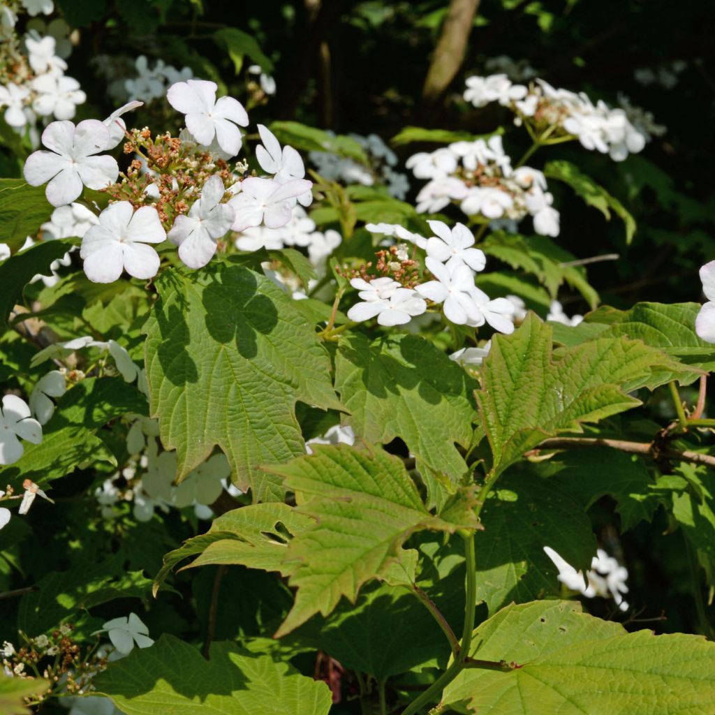 Bola de nieve - Viburnum opulus