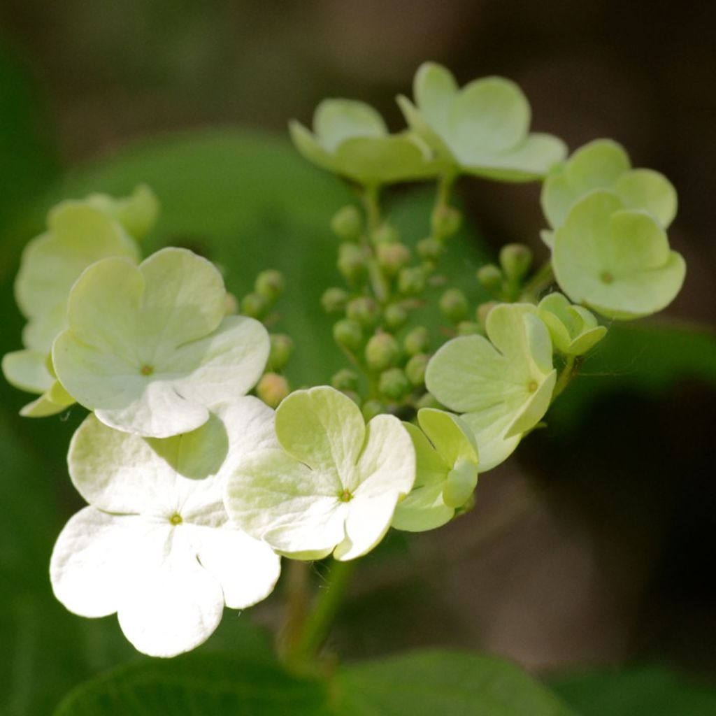 Bola de nieve - Viburnum opulus