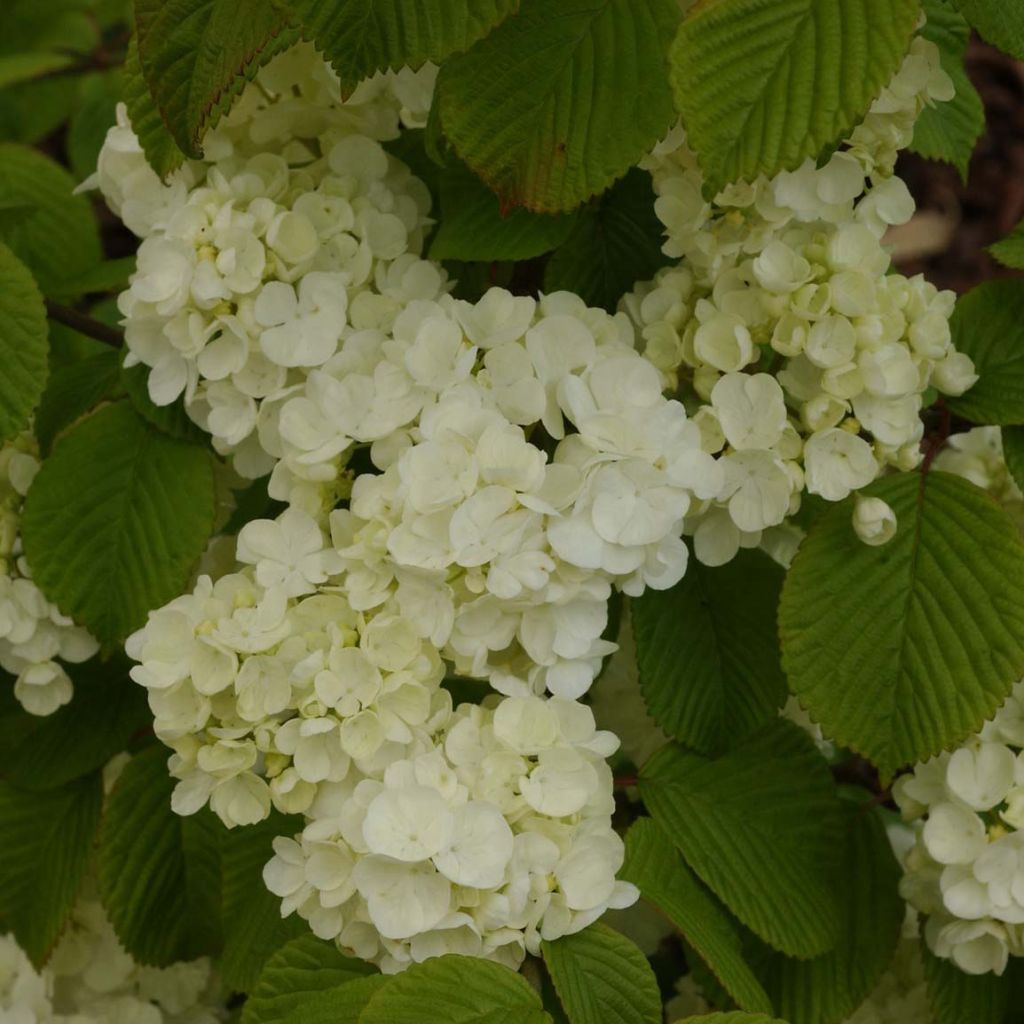 Viburnum plicatum Popcorn - Viburno de China