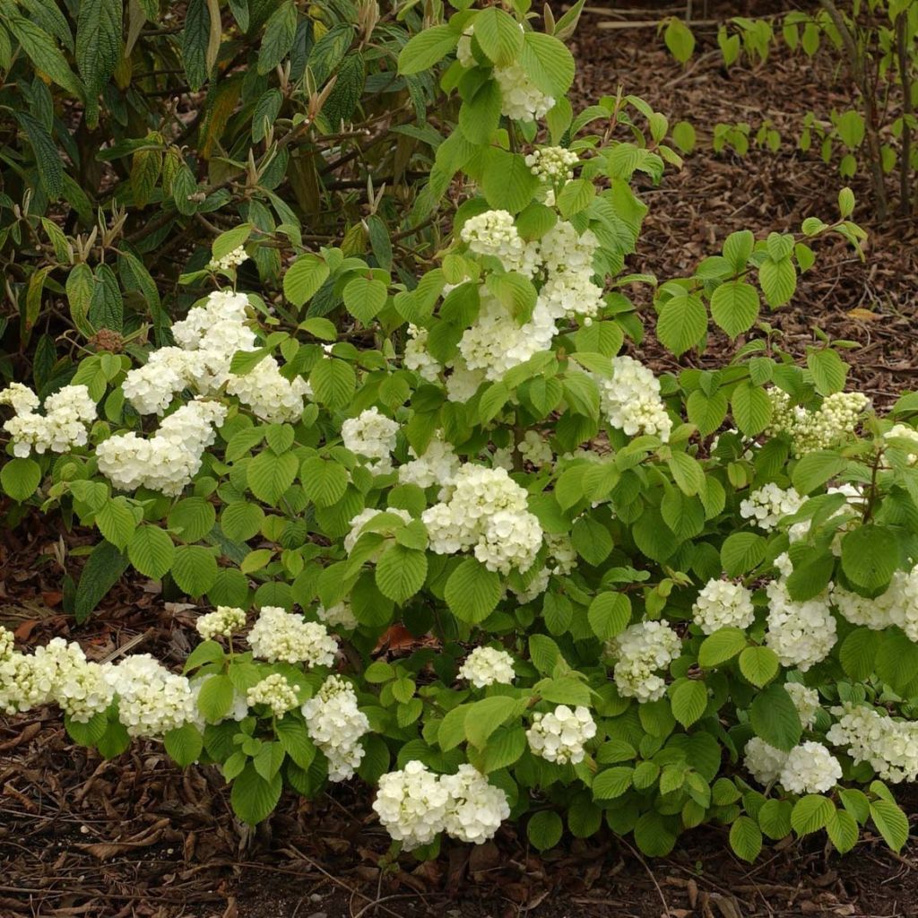 Viburnum plicatum Popcorn - Viburno de China