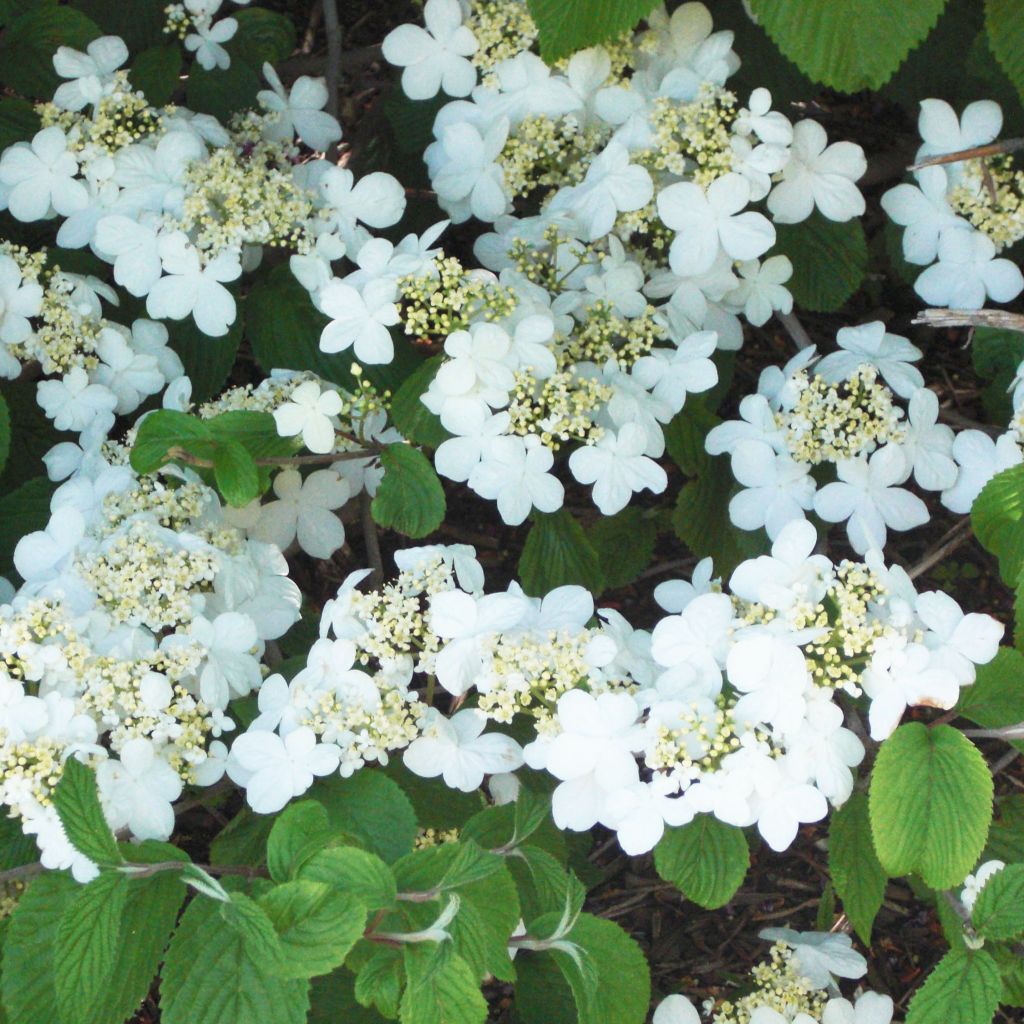 Viburnum plicatum mariesii Shasta - Viburno de China