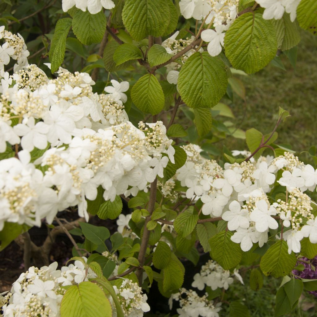 Viburnum plicatum mariesii Shasta - Viburno de China