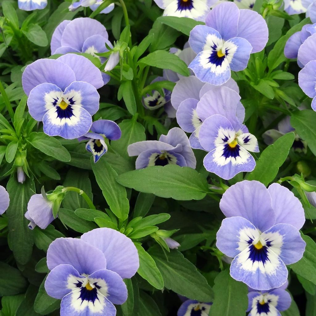 Viola cornuta Xp Sorbet Marina - Violeta
