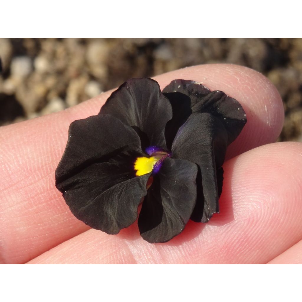 Viola cornuta Molly Sanderson - Violeta