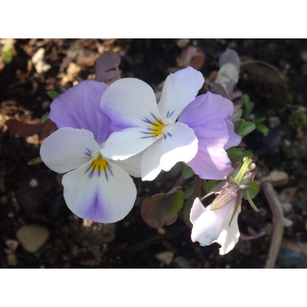 Viola cornuta Sorbet XP Pink Wing - Violeta