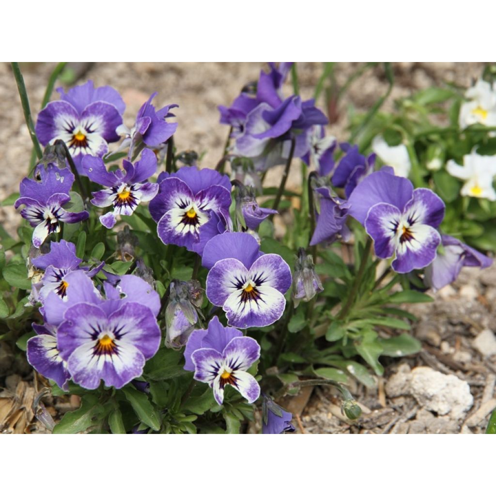 Viola cornuta Sorbet Delft Blue - Violeta