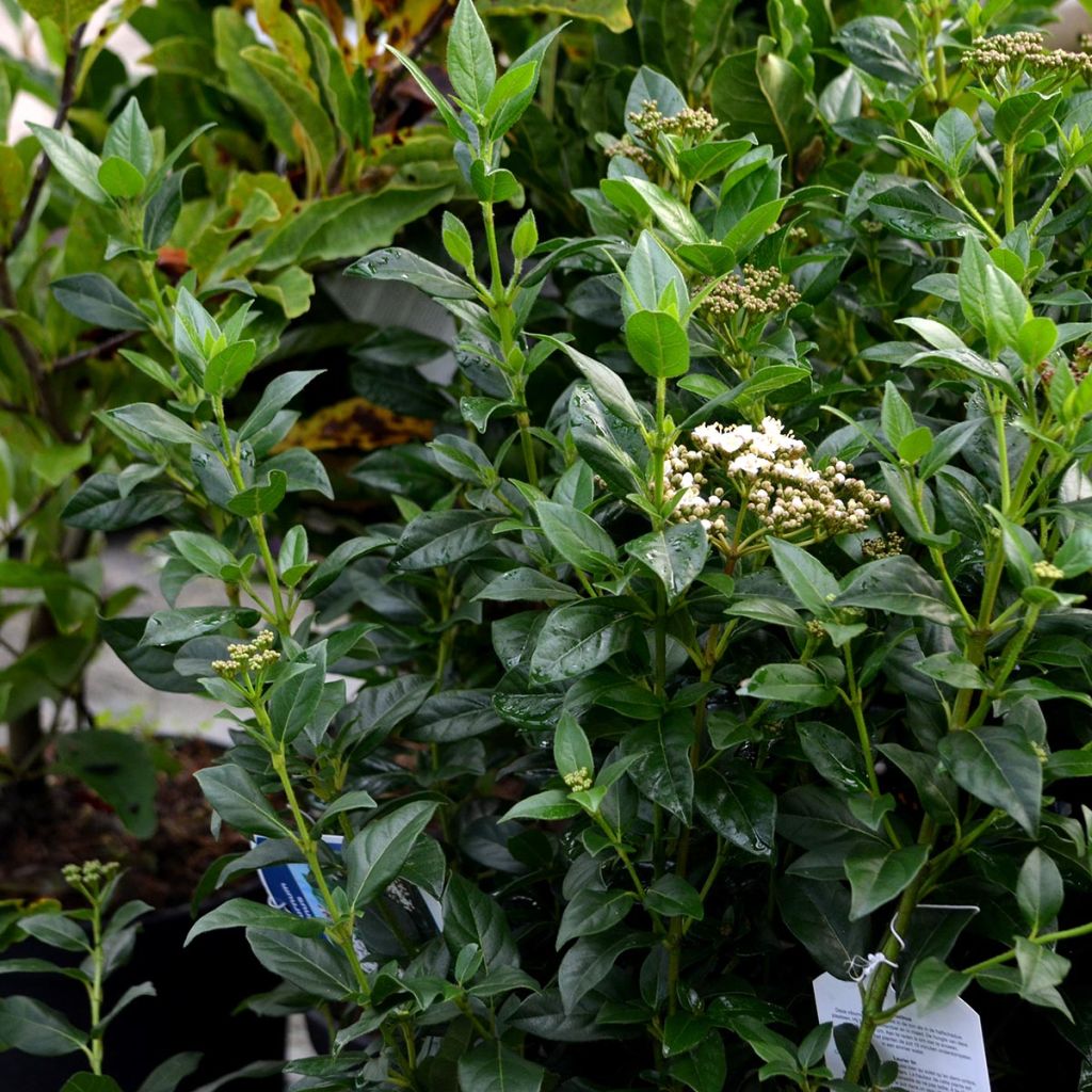 Durillo - Viburnum tinus