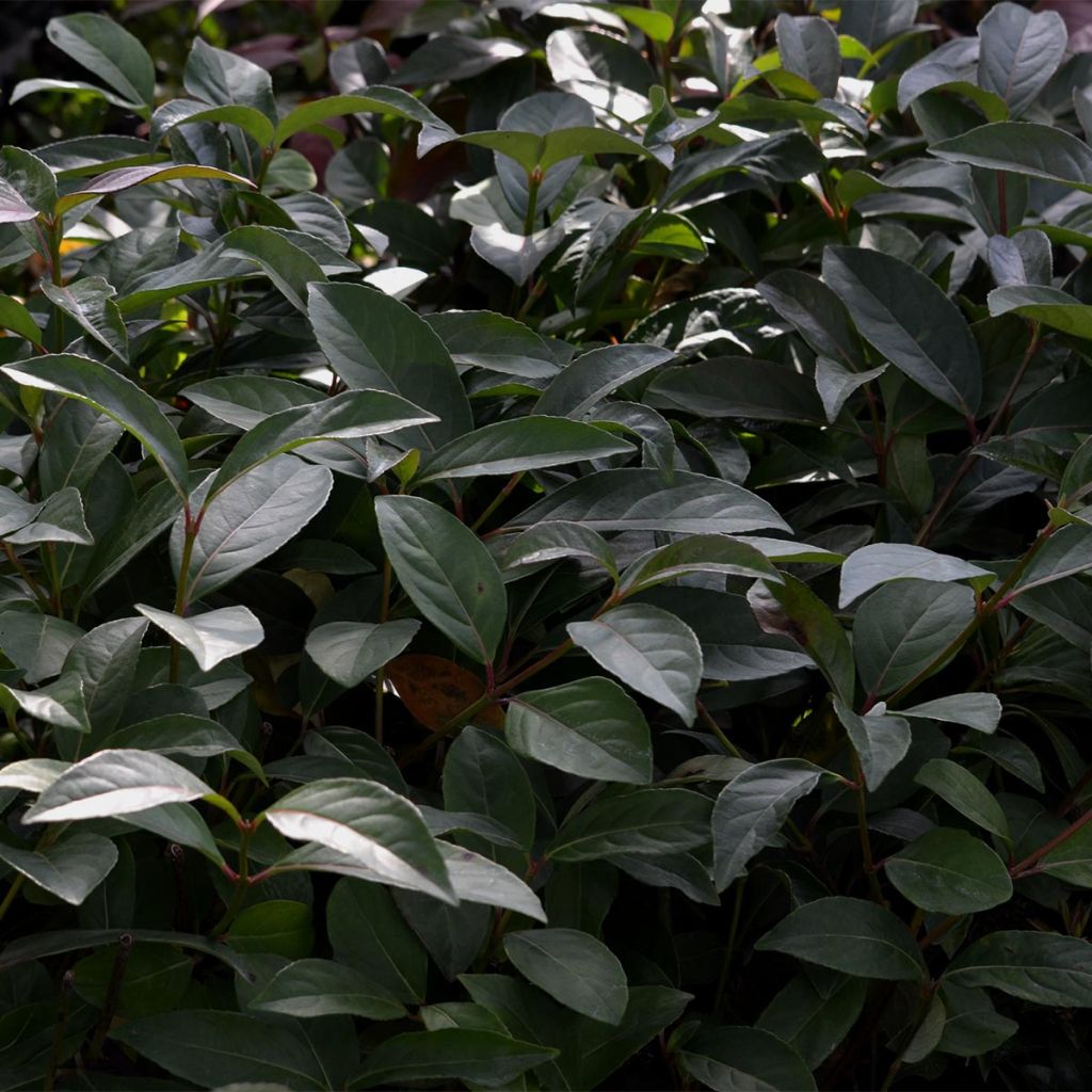 Viburnum Le Bois Marquis - Viburno