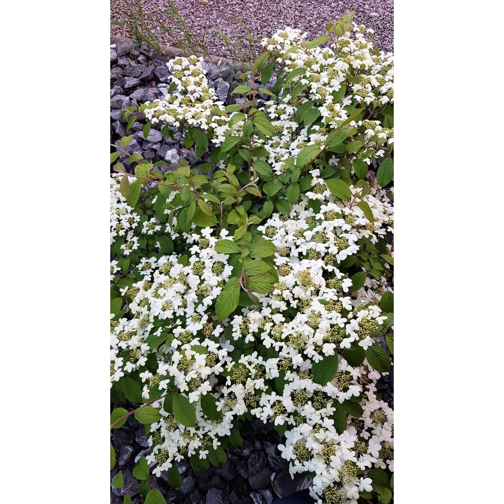 Viburnum plicatum Kilimanjaro - Viburno de China
