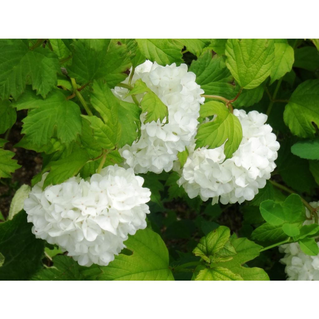 Viburnum opulus Roseum