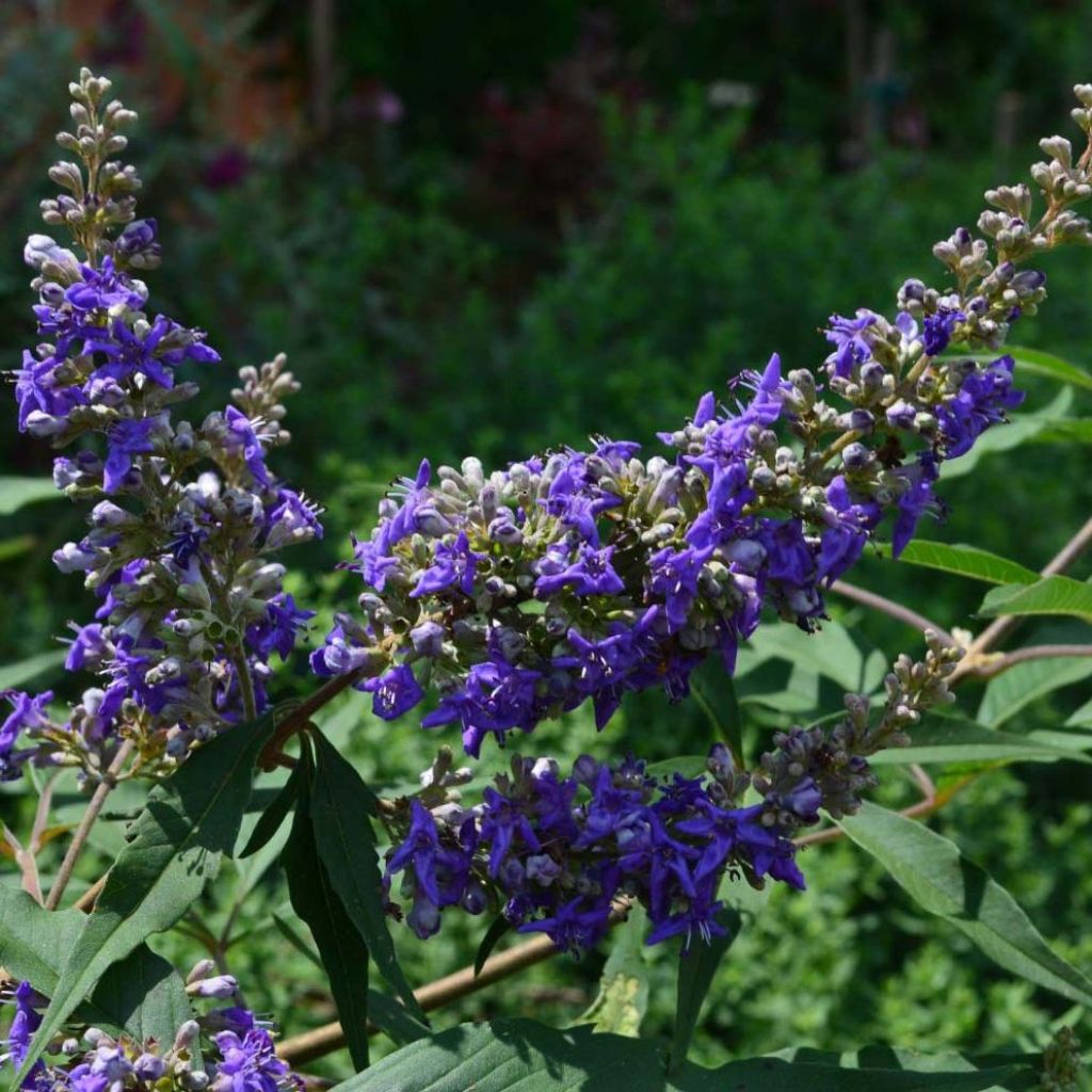 Vitex agnus-castus Delta Blues - Sauzgatillo