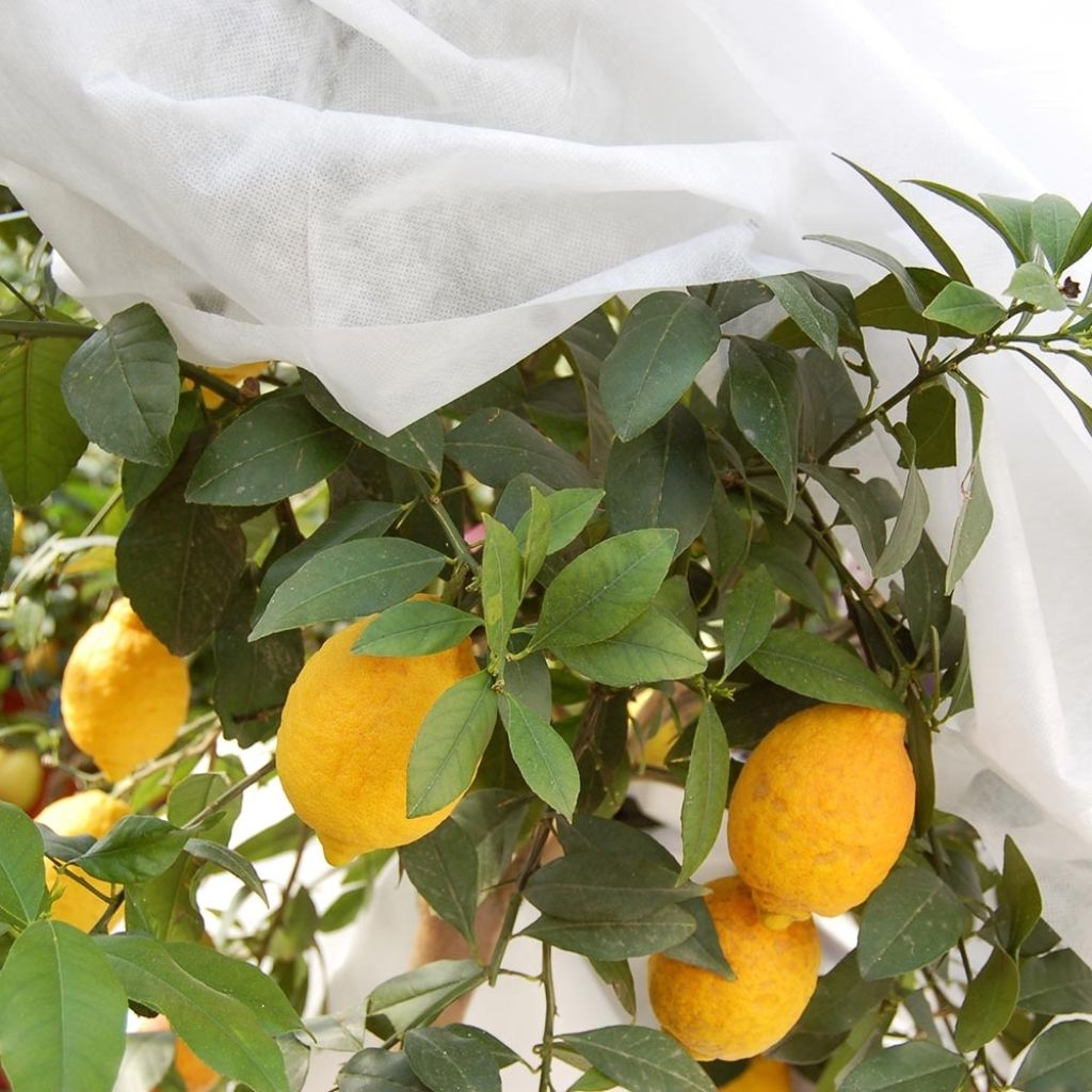 Velo de hibernación blanco 30g/m² para invierno moderado