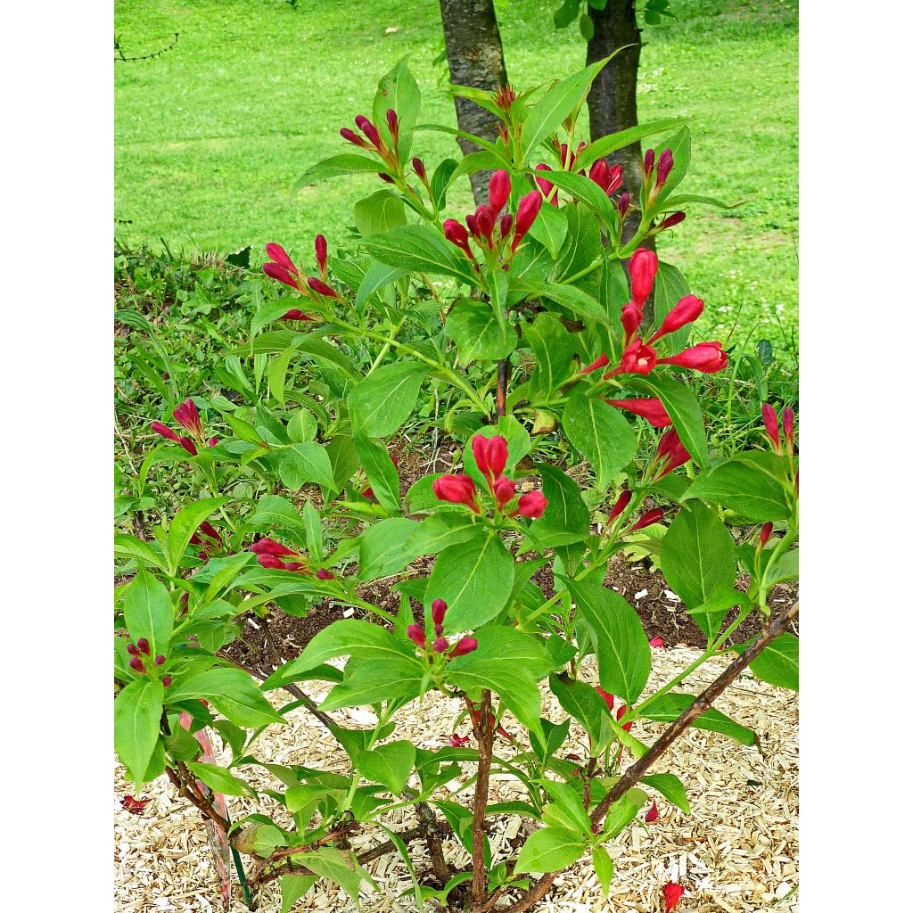 Weigela All Summer Red - Veigela